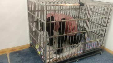 【曼陀罗】狗笼里的狗放入道具后囚禁to